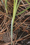 Barratt's sedge